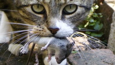 Foto de Sonhar com um Gato Caçando um Rato – Gato e Rato